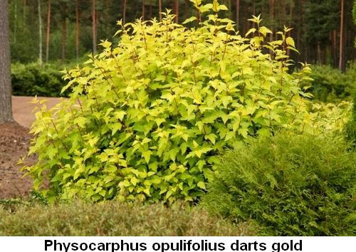 Physocarphus opulifolius darts gold.jpg
